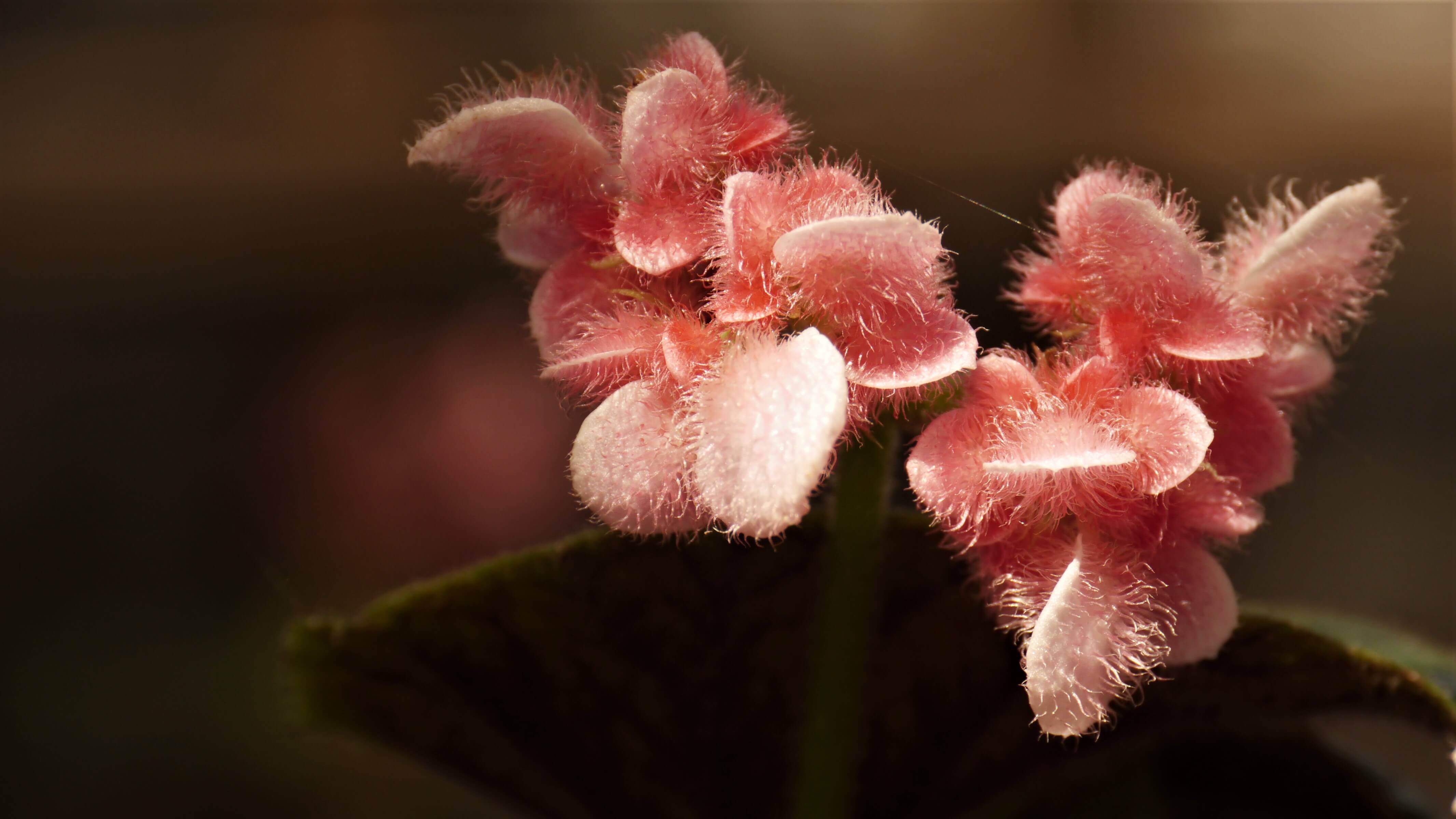 Begonia bloemenfotografie