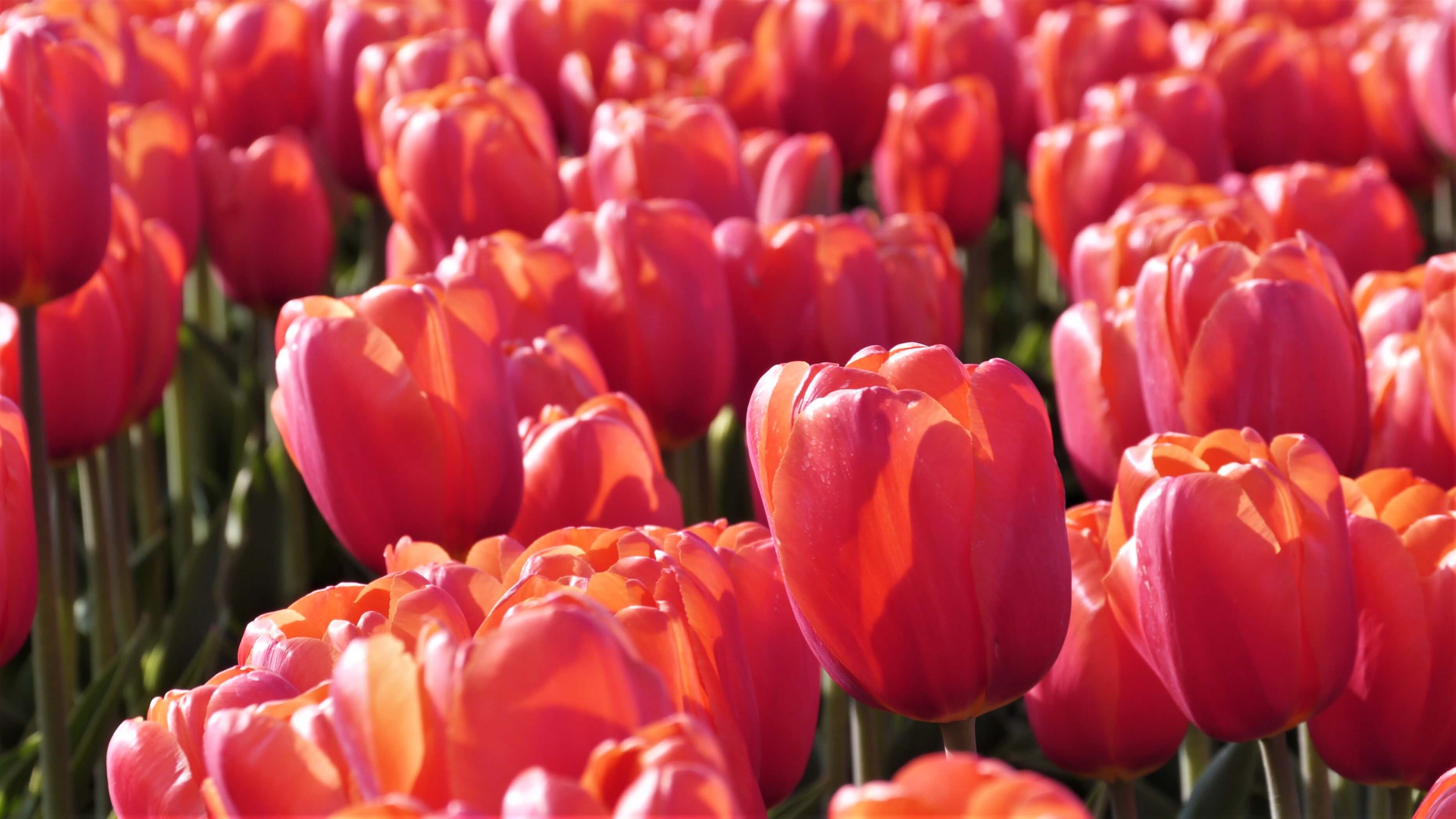 Tulipa 'Red Impression'